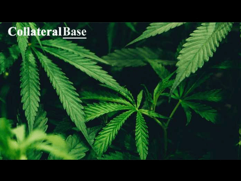 MASSACHUSETTS CULTIVATION LICENSE
