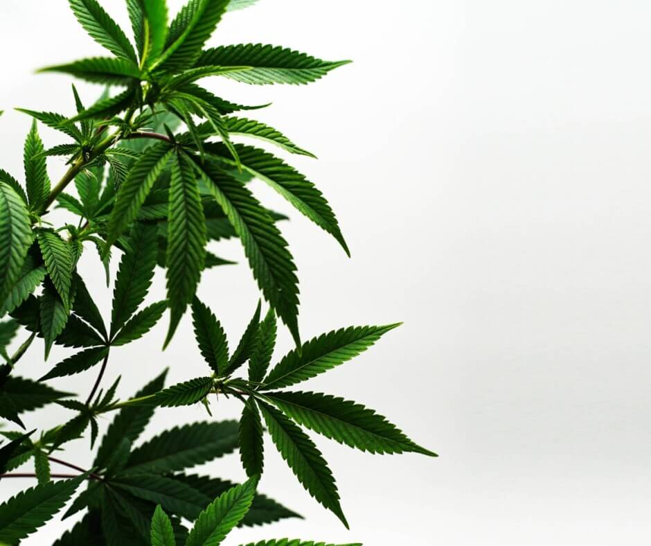 Cannabis License Types