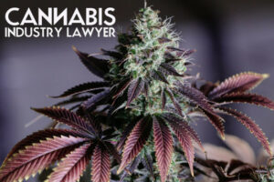 Maryland Cannabis License Application
