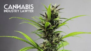 How to Sell a Cannabis Business license