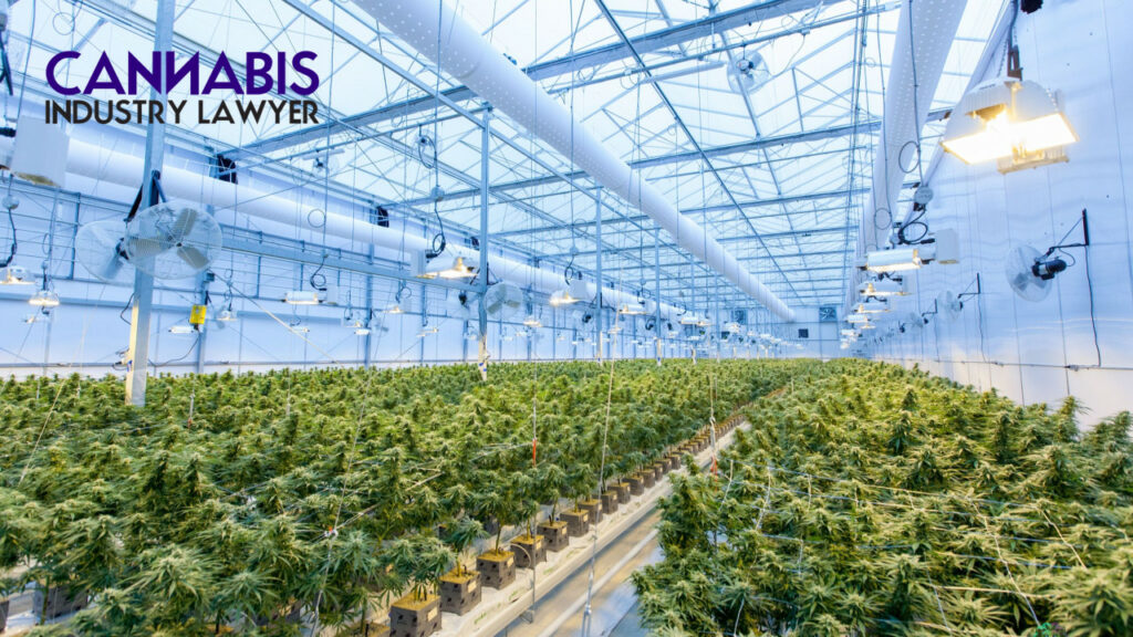 Cannabis Management Services Agreement