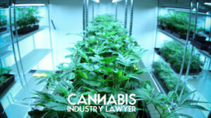 Ohio Cannabis Business Licenses