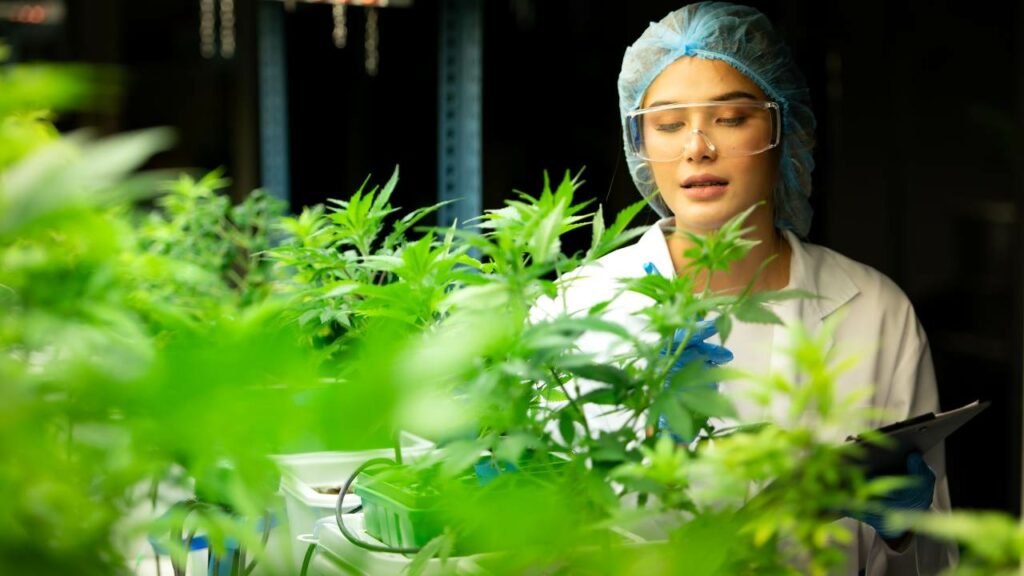 Cannabis Growers Showcases
