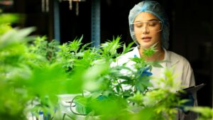 Cannabis Growers Showcases