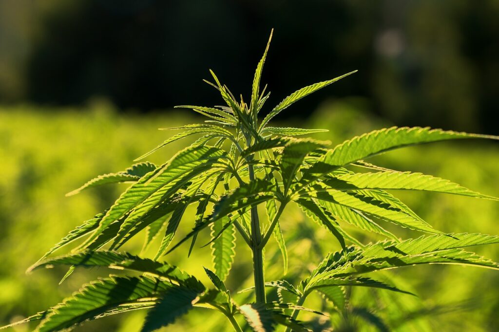 how much does a dispensary make